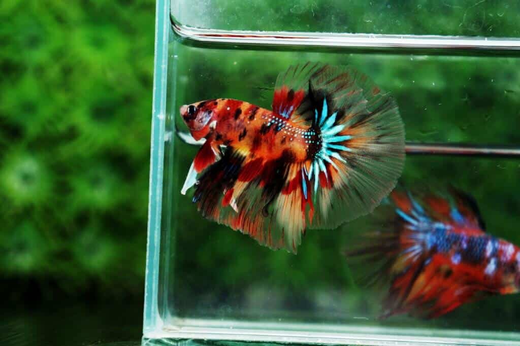 Half moon candy nemo