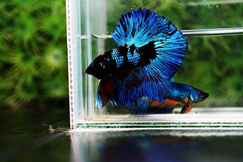 Half moon dark blue avatar