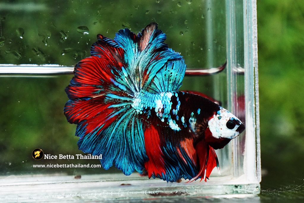 Headgear betta fish and Feather tail