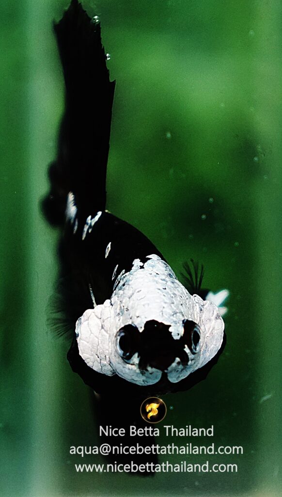 Helmet betta fish by Nice Betta Thailand