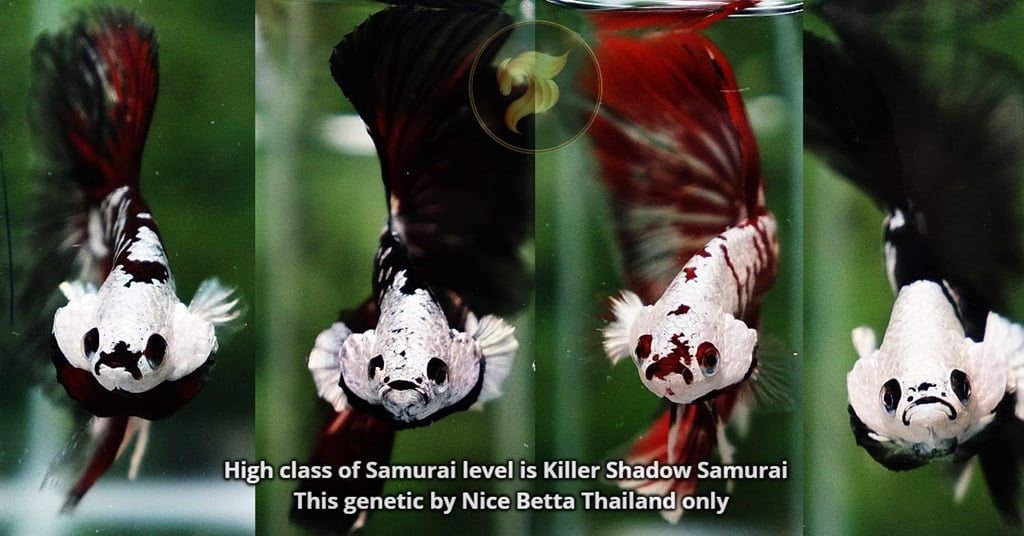 High class of Samurai level is Killer Shadow Samurai  This genetic by Nice Betta Thailand only
