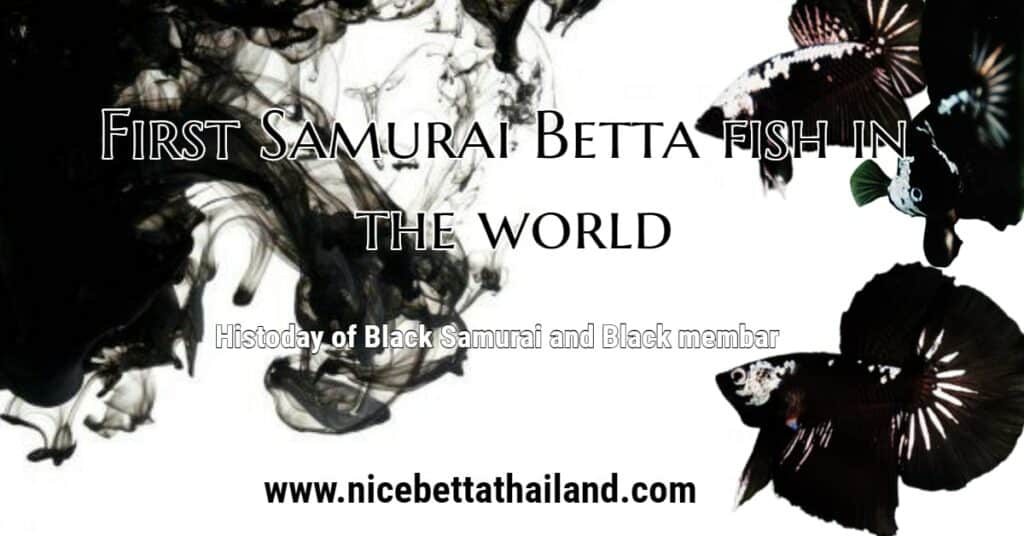 History of samurai betta fish