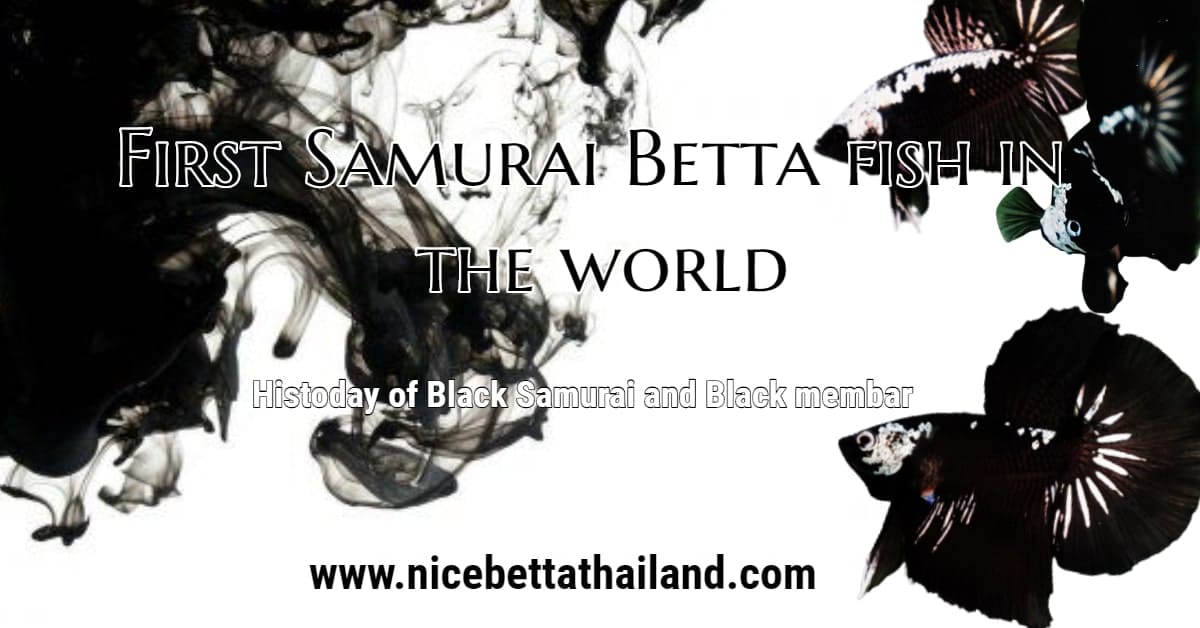 10+ Samurai Betta Fish