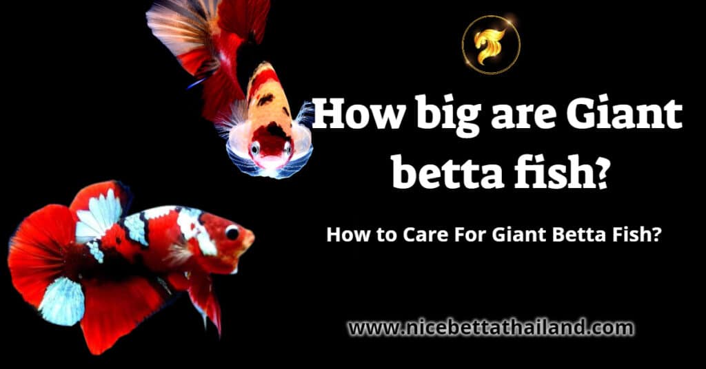 How big are Giant betta fish
