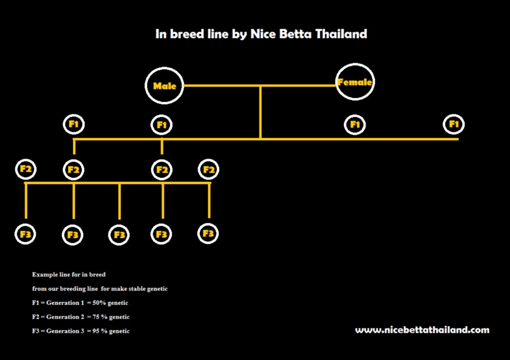 Inbreed line by Nice Betta Thailand