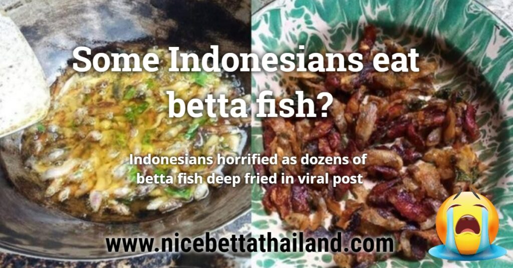 Indonesians eat betta fish