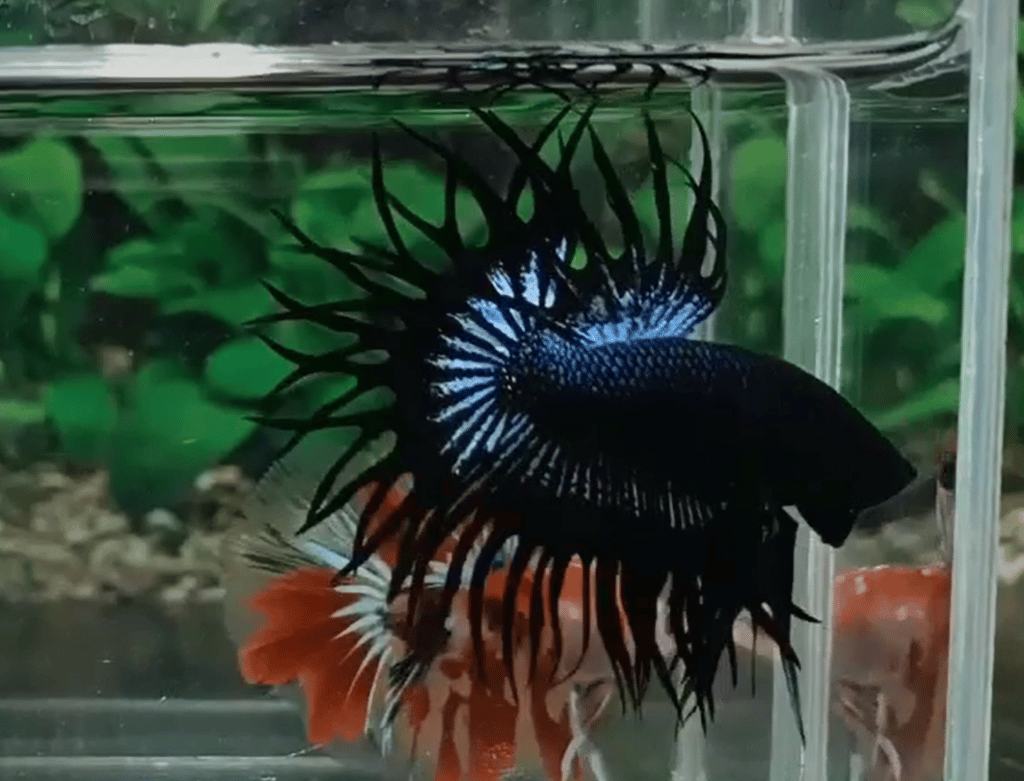 king crowntail betta