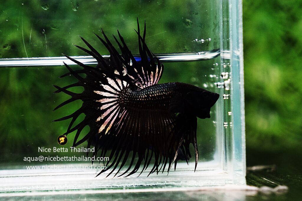 King crowntail