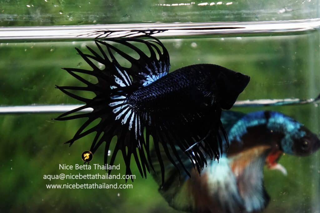 King crowntail betta fish by Nice Betta Thailand