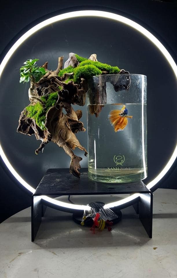 Long betta fish tank nature style with circle light