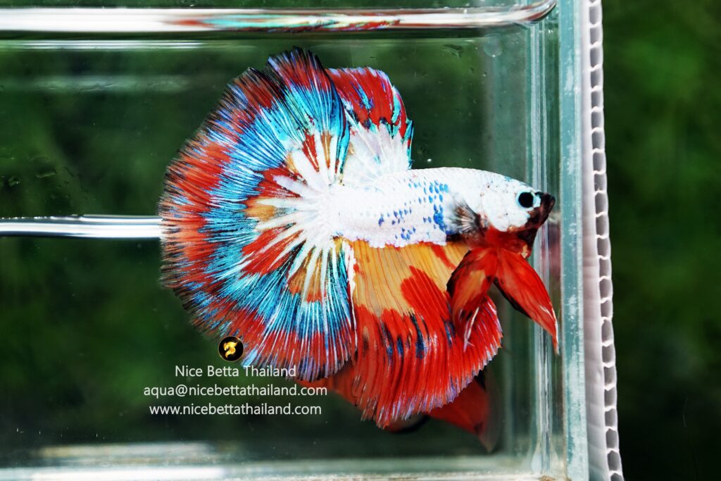 Multicolor betta fish