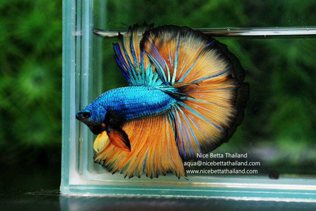 Mustard gas betta fish