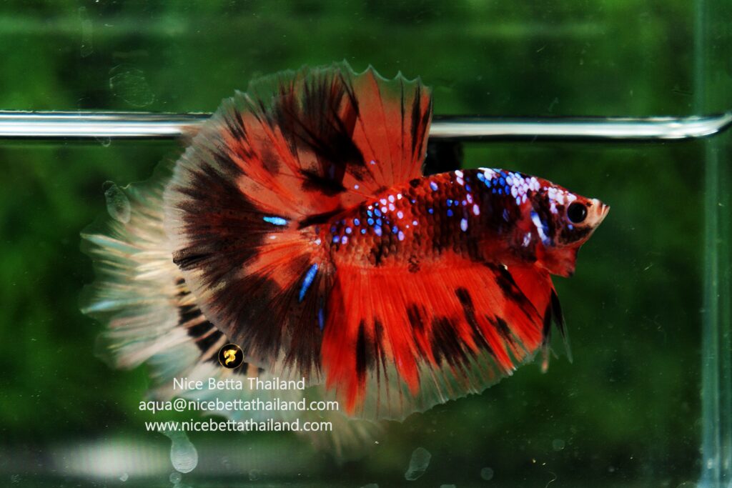 Nemo colors by Nice Betta Thailand