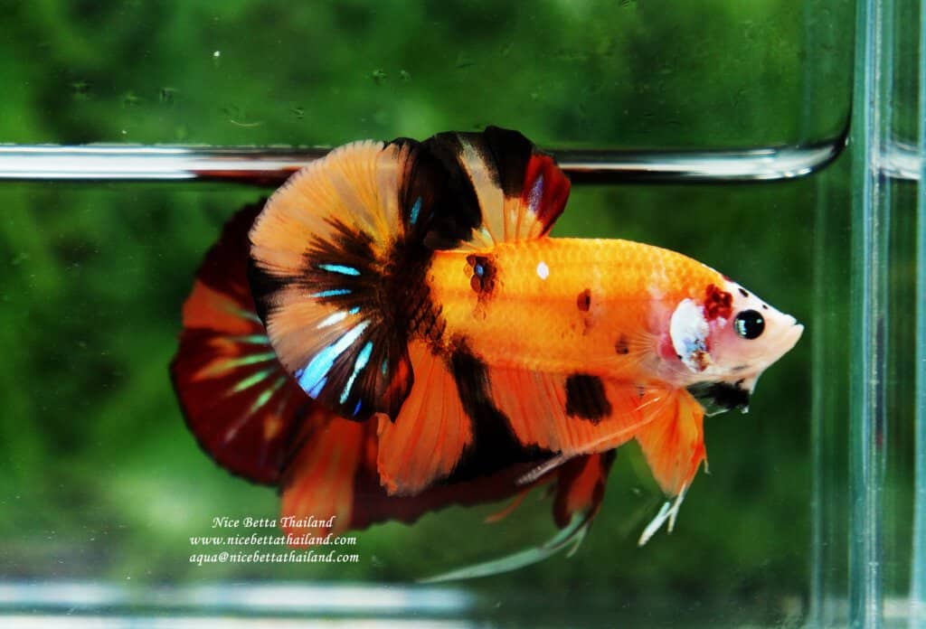 Nemo siam By Nice Betta Thailand