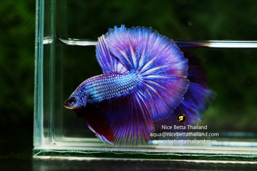 Purple betta fish by Nice Betta Thailand