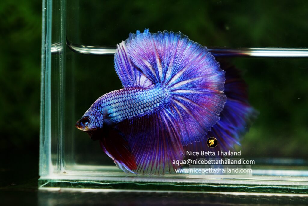 Purple betta fish by Nice Betta Thailand