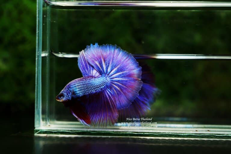 Purple betta fish