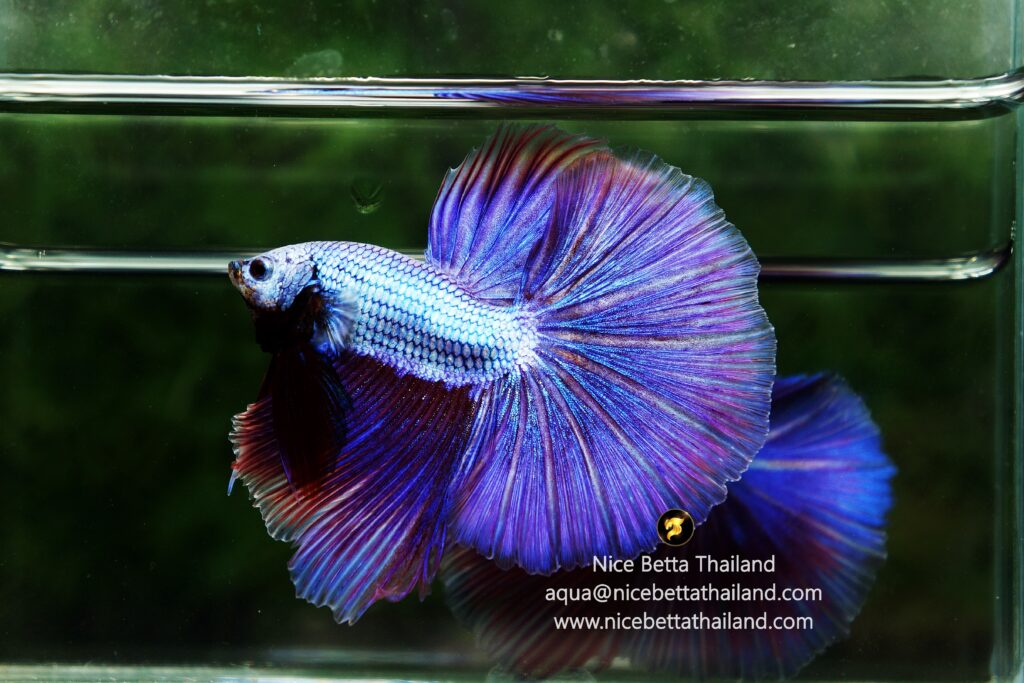 Purple betta or called Royal Lavender breeding by Nice Betta Thailand