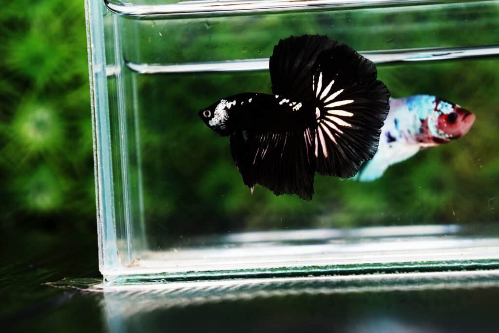 Samurai half moon betta fish