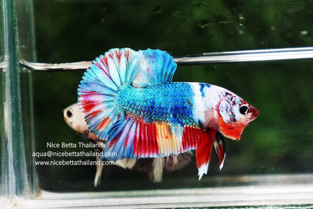 Rare betta fish