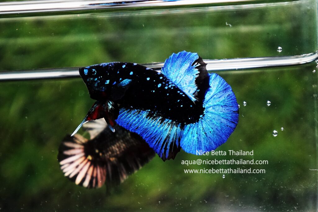 Rare betta fish