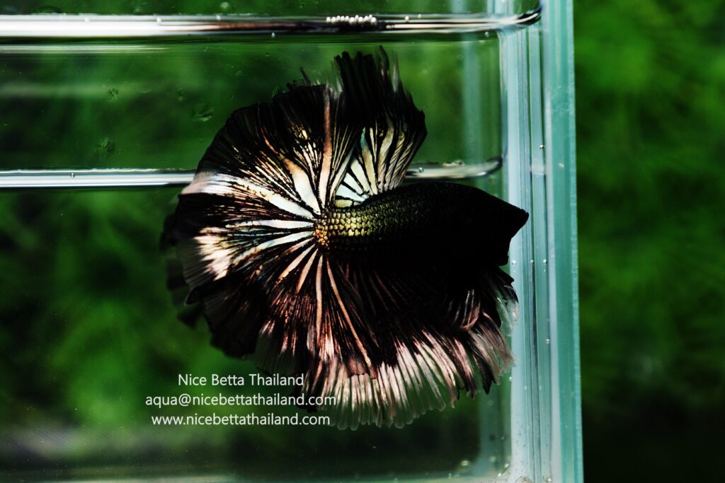 Rare betta fish