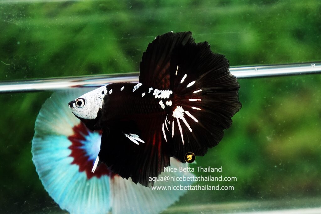 Rare betta fish