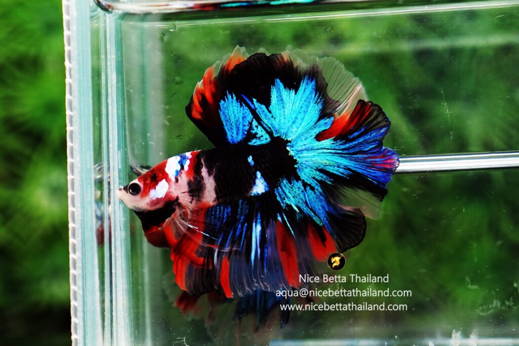 Rare betta fish