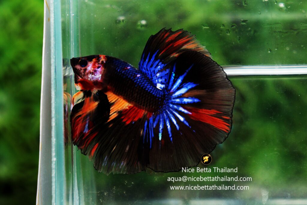 Rare betta fish