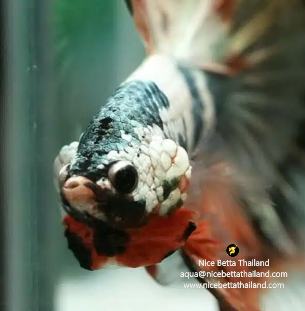 Rare betta fish by Nice Betta Thailand