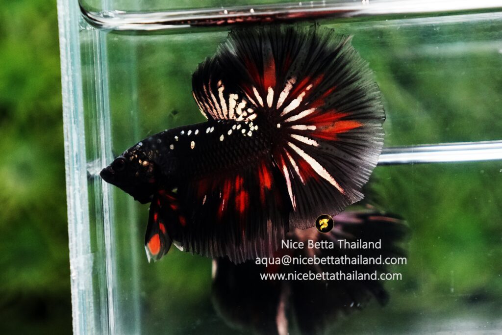 Rare betta fish by Nice Betta Thailand