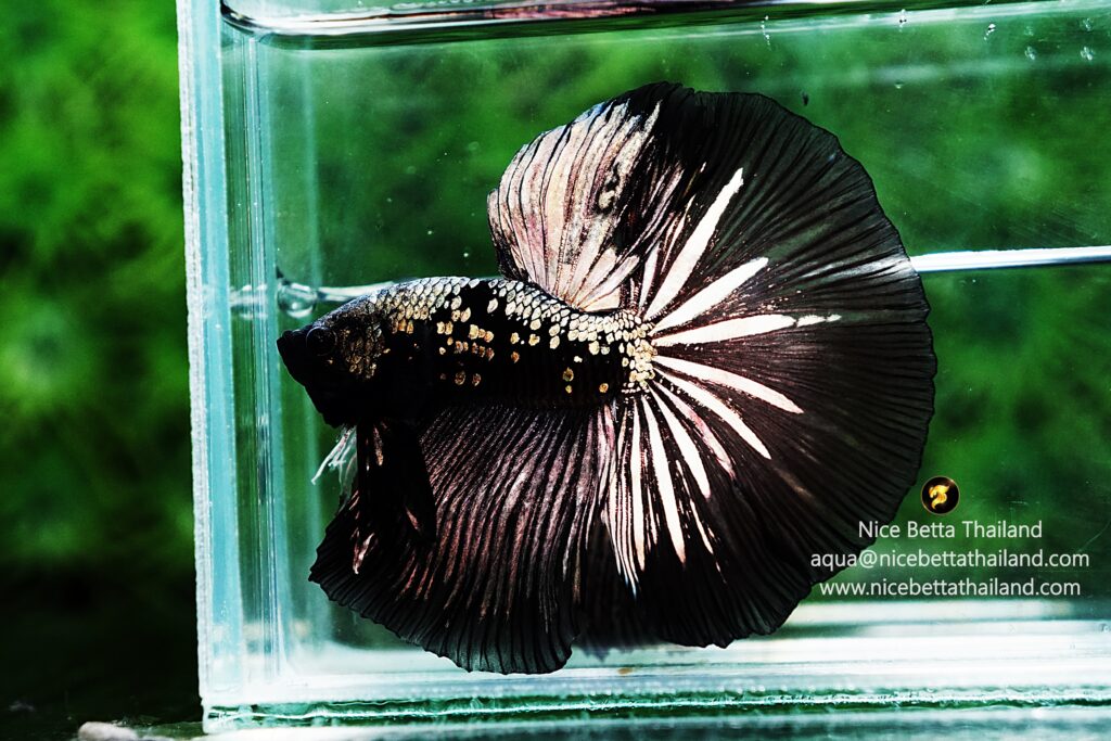 Rare betta fish for sale