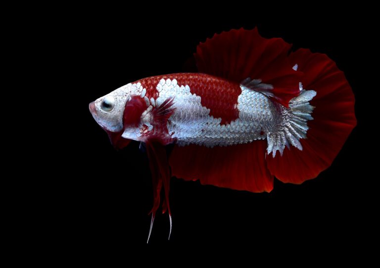 Red Samurai
