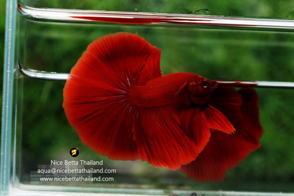 Red betta fish by Nice Betta Thailand