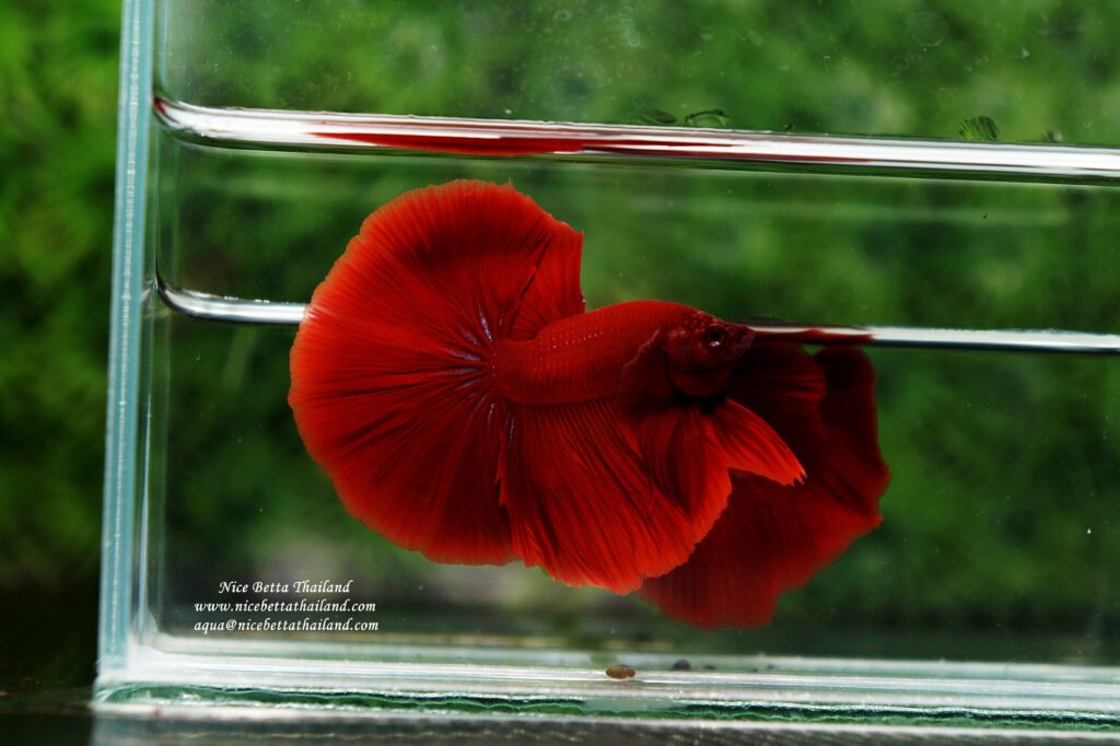 Half moon Super Red
