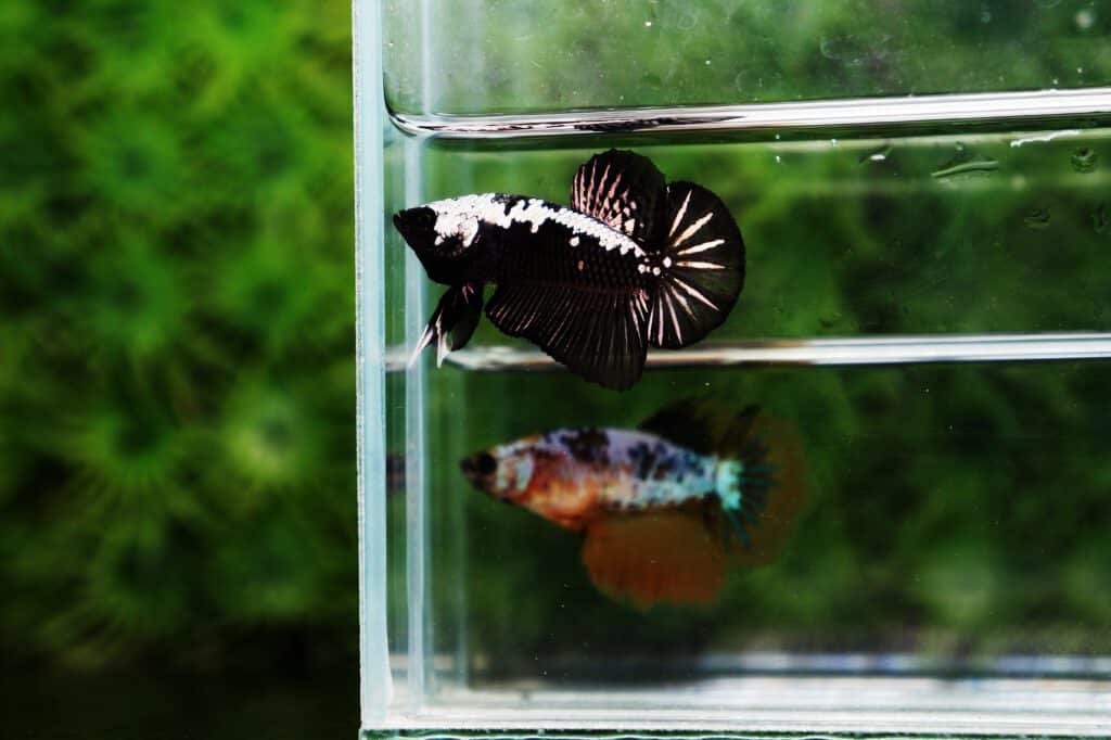 Samurai betta fish