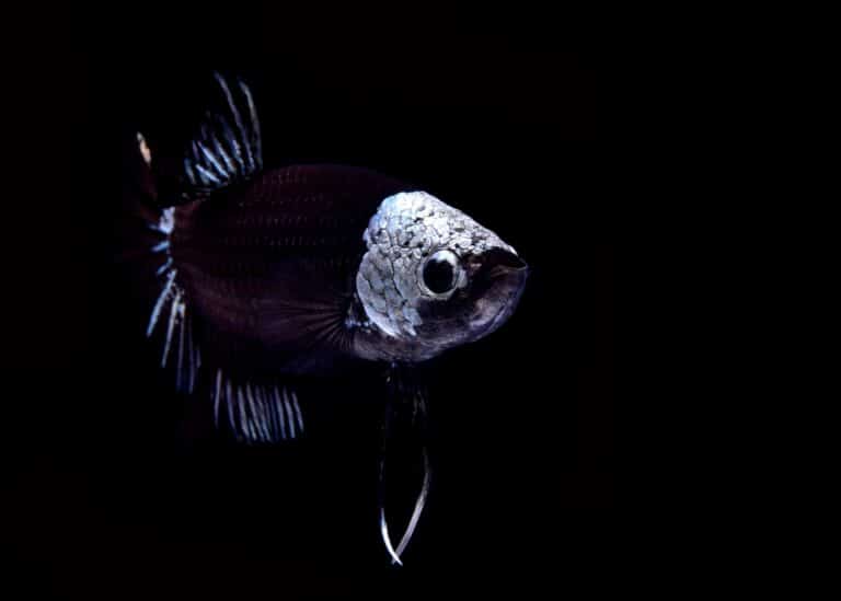 Samurai bettas