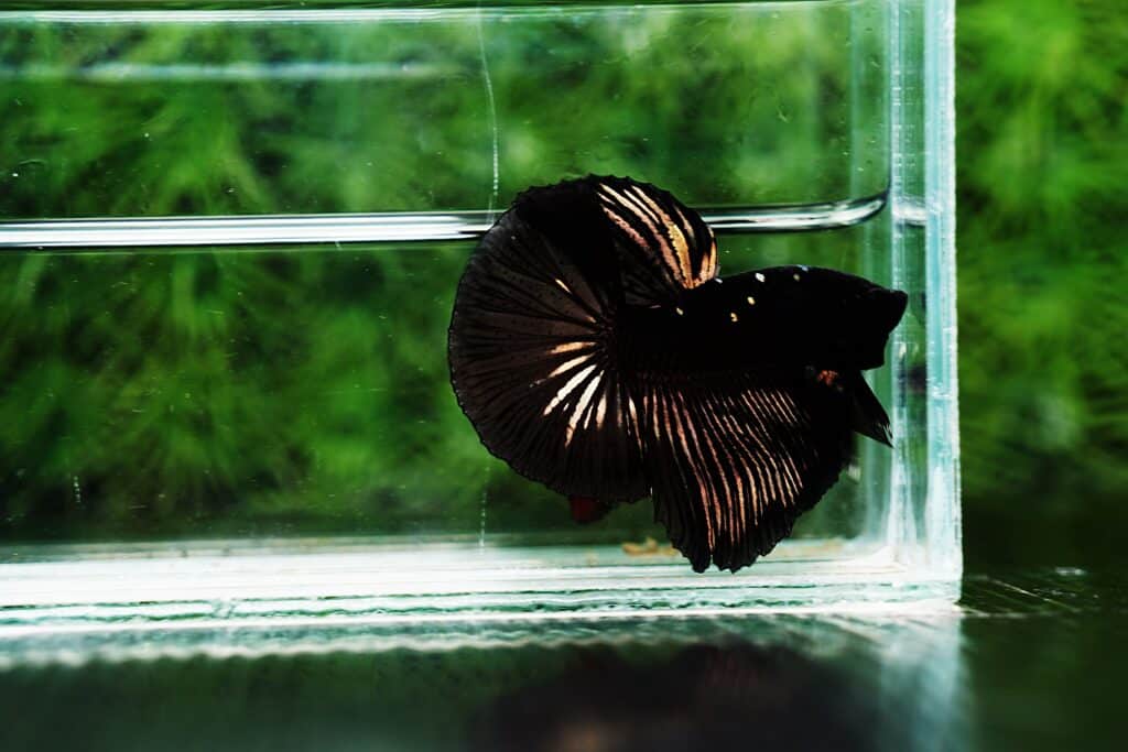Betta fish Shadow Black Gold Star Series (Rare)