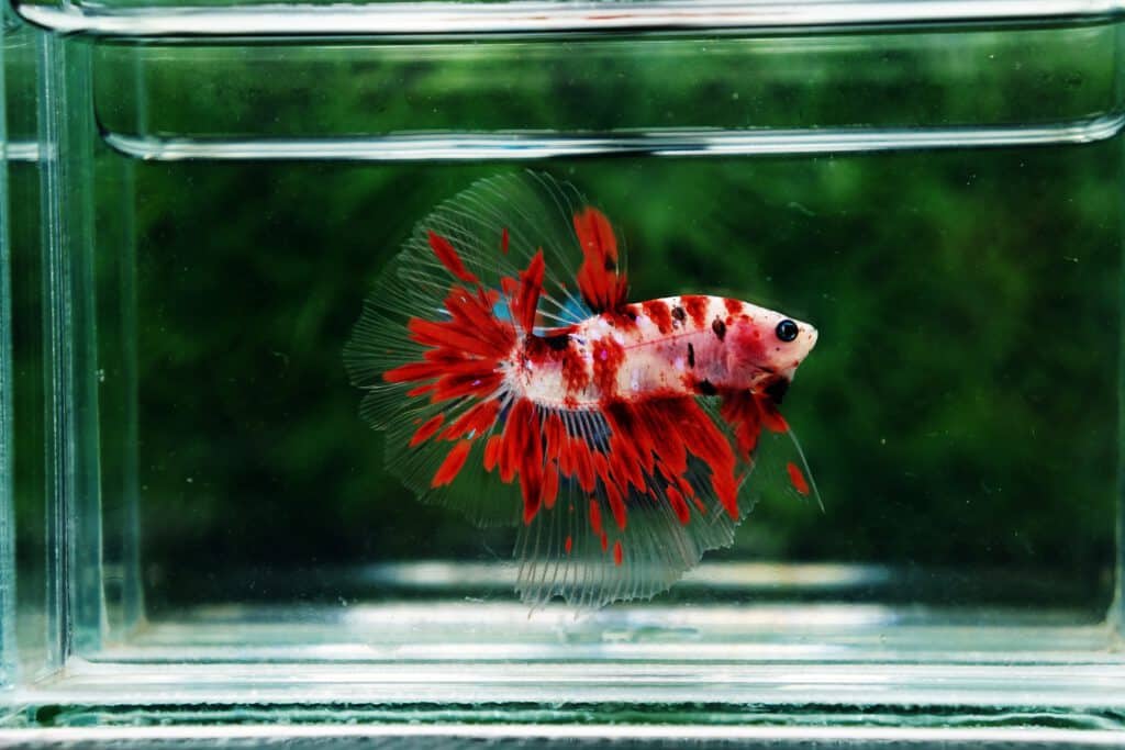 Siamese fighting fish