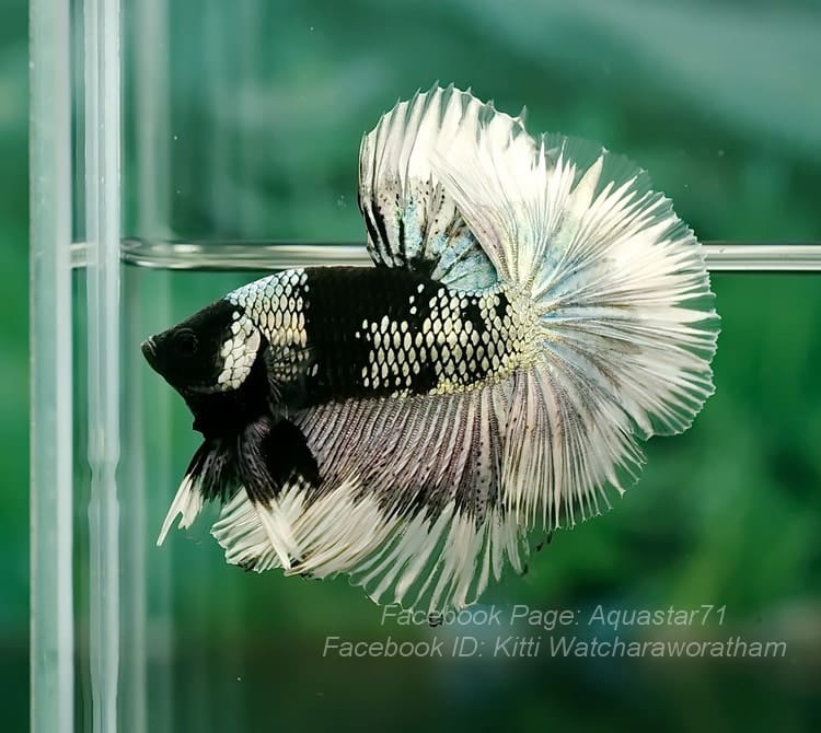 Siamese fighting fish