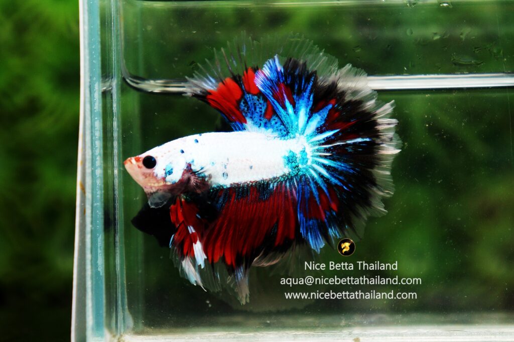 Sky hawk betta