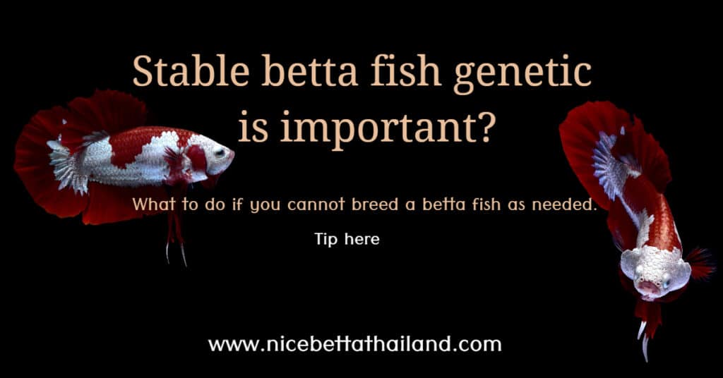 Stable betta fish genetic is important