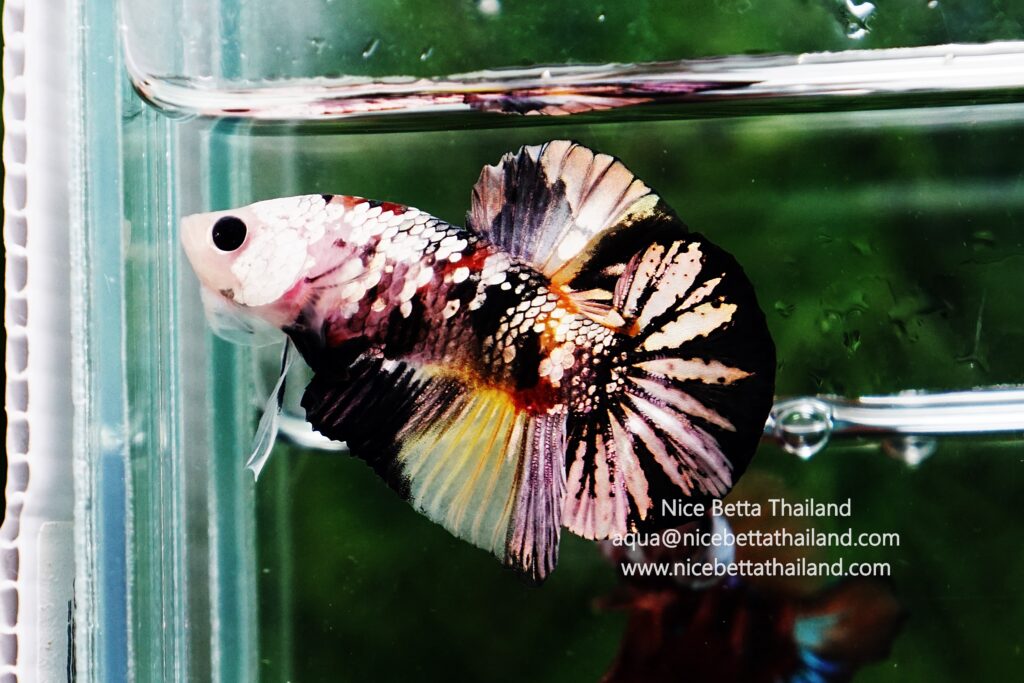 Thailand betta fish