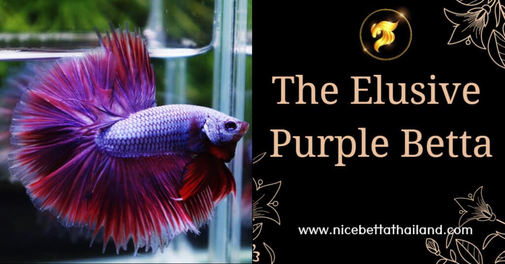 The Elusive Purple Betta fish