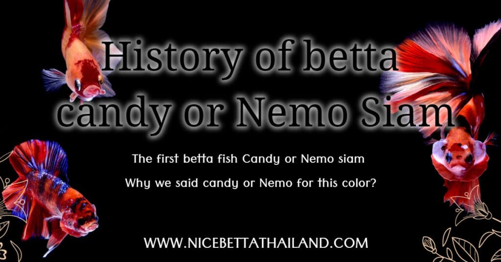 The first betta fish Candy or Nemo siam