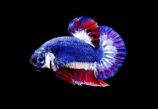 Trirong betta fish