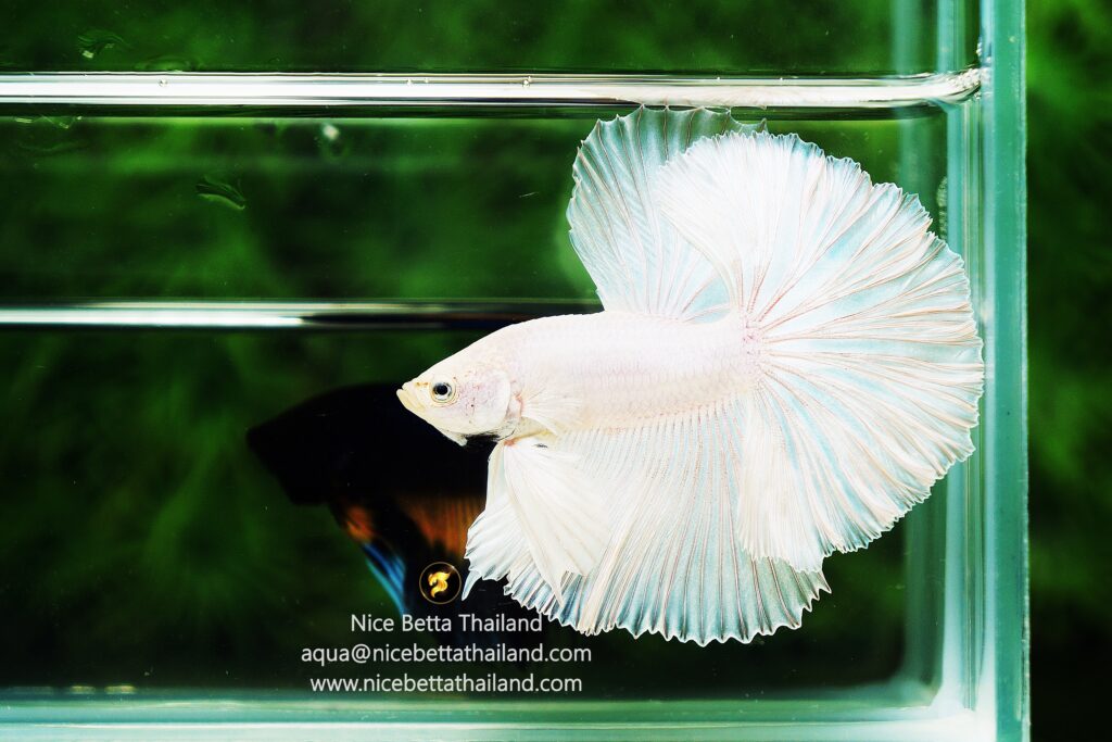 White betta fish by Nice Betta Thailand