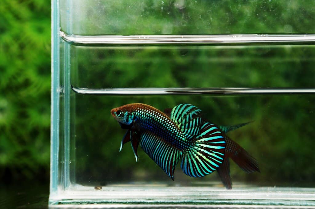 Wild Betta Green Mahachainis