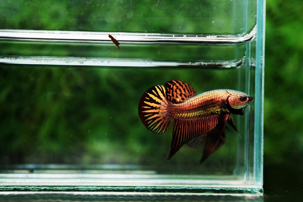 Wild Betta copper Gold Alien