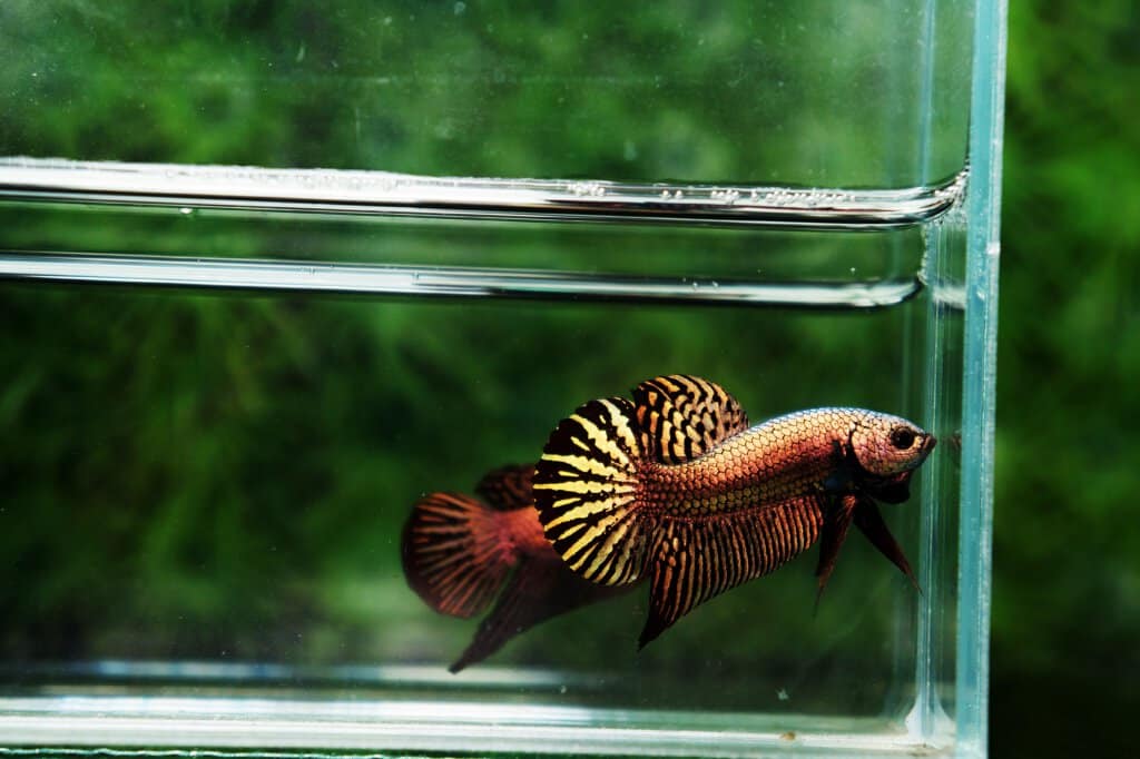 Wild Betta fish Hybrid  Copper Gold Alien